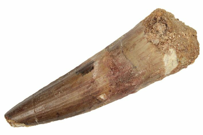 Spinosaurus Tooth - Real Dinosaur Tooth #192083